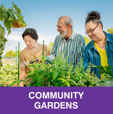 Thumbnail photo of three diverse older people working in a garden. Caption is Community Gardens